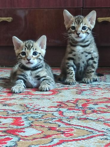 породистые котята купить: Бенгальские котята к лотку приучены, умные. Мать из Италии, отец из — 1