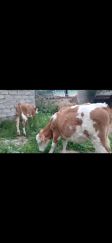 Dana, buzov: Satışda: simmental tipli erkək buzovlar - Rəng: ağ-qəhvəyi ləkəli - — 10