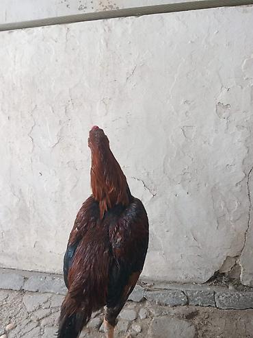 heyvan bazarı tap az: Heyrati satilir sabab 2 danadi yeri yoxdu — 3