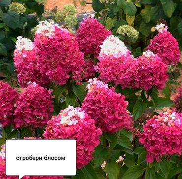 Садовые цветы и кустарники: Саженцы цветка: Гортензии, Платная доставка
