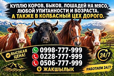 sell animal: Частное лицо, Колбасный цех : Коровы, быки, Лошади, кони, Бараны, овцы, | Круглосуточно, Любое состояние, Забитый — 1