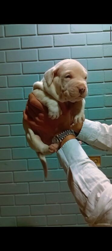 bulldog iti: Doq, 1 ay, Erkek, Peyvəndli, Ünvandan götürmə, Ödənişli çatdırılma