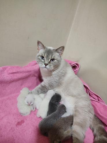 Pişiklər: Britan -da lalafo.az — 6 Pişiklər: Britan — 6