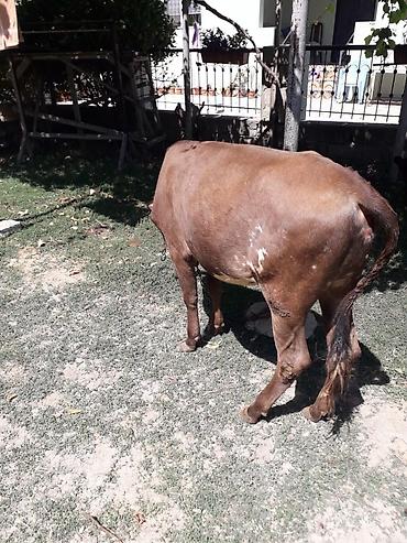 simmental inək cinsi: Simental tipli dişi buzov/qiça (qonur-açıq rəngli, ağ başlı). Orta — 7