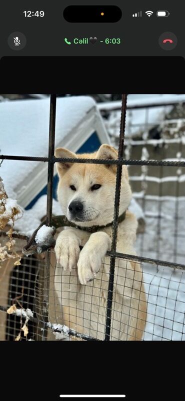приют собак в баку: Акита-ину, 1 год, Самка, С прививками