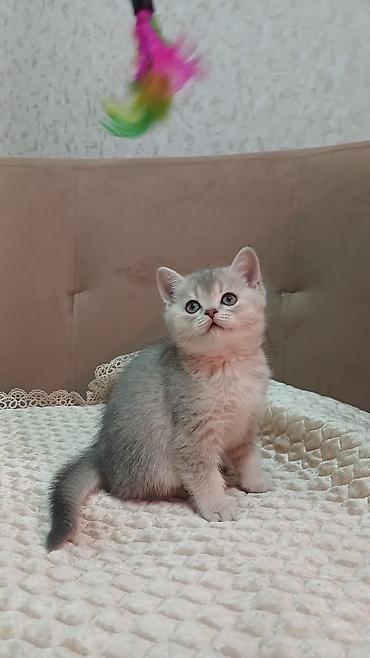 Pişiklər: Britan — 8