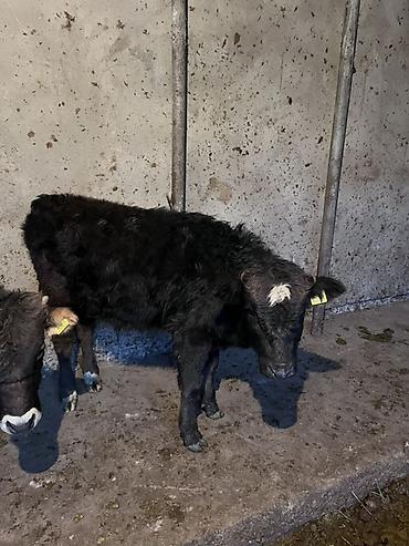 Коровы, быки: Продаю | Музоо, торпок | На откорм — 2