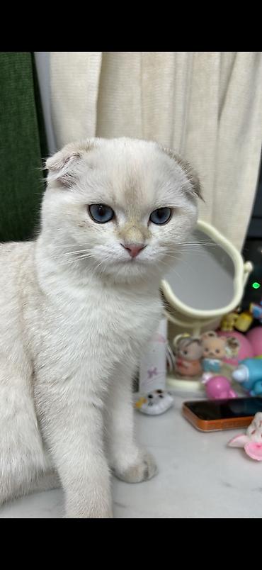 Үй жаныбарлары: 🐾 Ищем котика для будущей вязки 🐾 Наша кошечка — скоттиш-фолд, сейчас — 6
