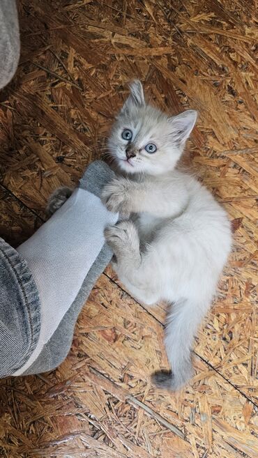 кошка мышык: Кошка даром: Беспородная, 1 месяц, Девочка, Приучена к лотку