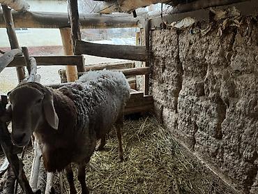 Баран, овца: Продаю | Овца (самка) | Для разведения | Племенные — 4