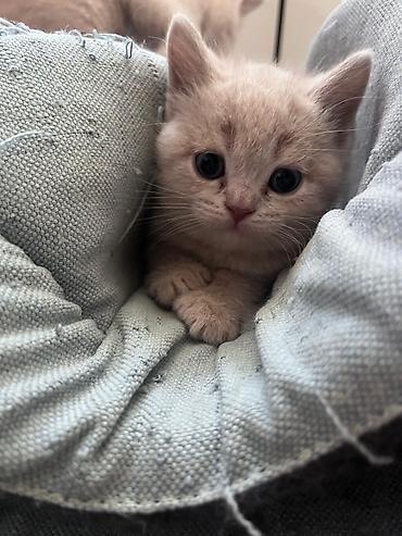 Pişiklər: Erkək, Dişi, Yaxşı əllərə, Ünvandan götürmə, Pulsuz çatdırılma, Ödənişli çatdırılma — 6