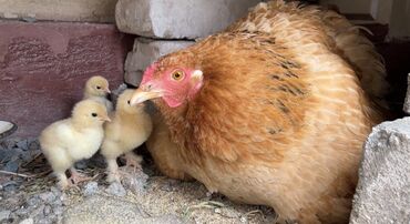 яйцо брамы: Продаю | Куры, Цыплята, Инкубационные яйца | Брама