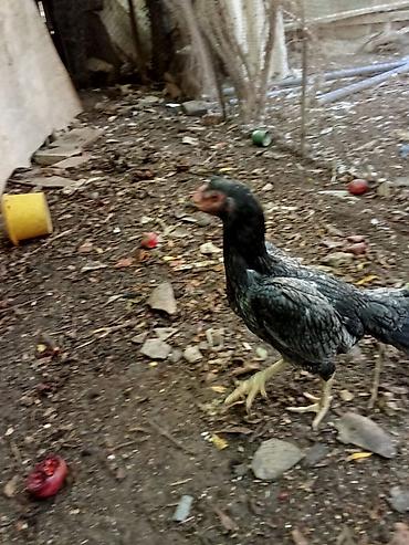 australorp toyuq satilir: Heyrati Atasını 7 meydanda qalib gəlib, balalarınında meydanı var — 6