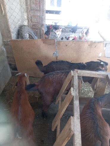 Atlar: Erkək, Hələb, il: 5, 25 kq, Damazlıq