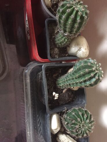 Kaktus: Kaktusi 100 dinara na lalafo.rs — 8 Kaktus: Kaktusi 100 dinara — 8