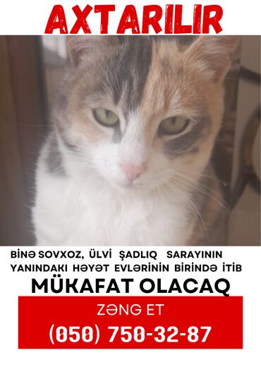 Marketinq, Reklam və PR: Ofisiant tələb olunur, Saatlıq ödəniş, İstənilən yaş, 1 ildən az təcrübə