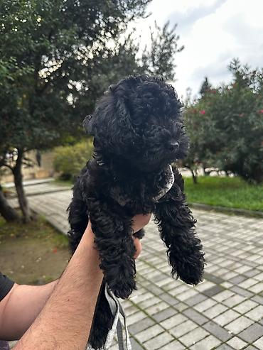 qafqaz coban itleri: Pudel, 2 ay, Erkək, Peyvəndli, Ünvandan götürmə, Pulsuz çatdırılma — 2