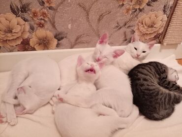 günlük fəhlə işləri: Самец, Самка, В добрые руки, Самовывоз