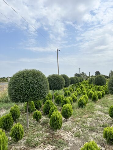 Şitillər: Dekarativ agaclarin satiwi istenilen novde istenilen olcude var elave — 25
