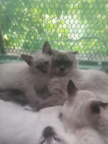 сиамс: Продаю котят сиамской породы не дорого.Два мальчика и одна — 5