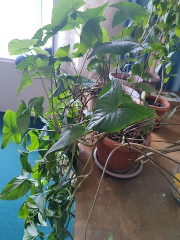 офисные растения: Башка бөлмө өсүмдүктөрү