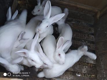 Dovşanlar: Ağ albinos dovşanlar – eyni yuvalamadan olan bir neçə baş. 8 ildir — 8