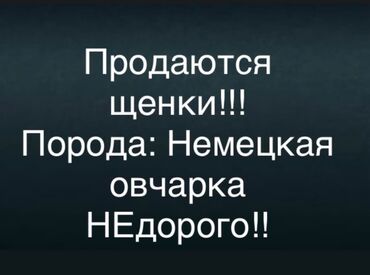 Продажа собак: Немецкая овчарка, 2 месяца, Самец