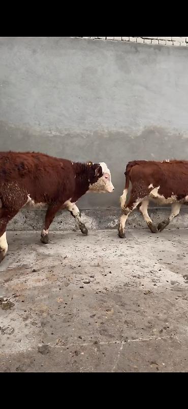 Dana, buzov: Məhsul: Simmental tipli dana cütlüyü - Rəng: qırmızı-ağ ləkəli, açıq -da lalafo.az — 5 Dana, buzov: Məhsul: Simmental tipli dana cütlüyü - Rəng: qırmızı-ağ ləkəli, açıq — 5