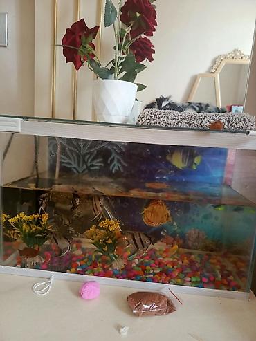 akvarium balıq novləri: Qızıl balıq, Sülhsevər — 3