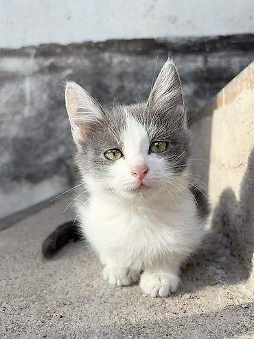 кошки балыкчы: Кошка даром: Беспородная, 2 месяца, Мальчик, Проглистована — 5