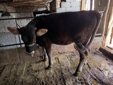 хлеб на корм: Продаю | Тёлка, Музоо, торпок | Швицкая | Искусственник