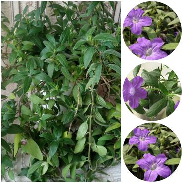 малиновое дерево: Руэллия (Ruellia) комнатная, кустовая. - Декоративное вечнозелёное