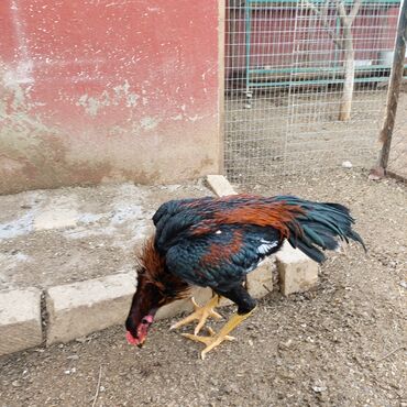 kənd cucəsi: Heyrati yumurtasi 3 manat mehdabad .bu səkillər mənim heyvanlarimindi