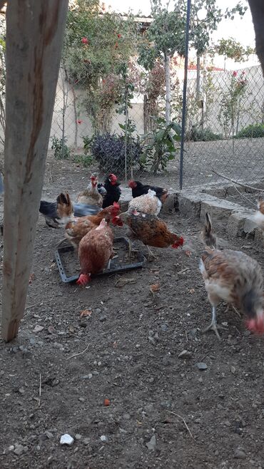 Inəklər, öküzlər: Toyuq, Damazlıq, Ünvandan götürmə