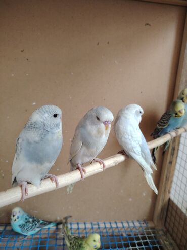 Tutuquşları: Çexlər tam sağlam quşlardı,ələ öyrətməyin tam vaxtıdı, iki üç — 7