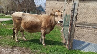 герефорд бык: Продаю | Корова (самка) | Алатауская | Для разведения, Для молока | Племенные, Стельные
