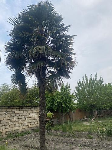 продать ковер бу: Dekorativ palma ağacı – bağ və həyət üçün - Növ: Fan formalı yarpaqlı — 1