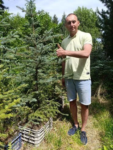 уголь шабыркуль цена бишкек: Көчөттөр дарактардын: Карагайлар, Өзү алып кетүү
