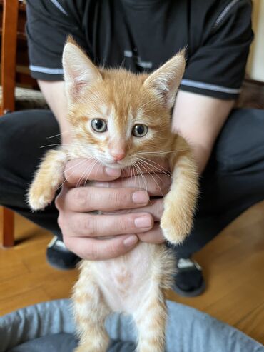отдам в хорошие руки шотландского вислоухого котенка: Котята в добрые руки 1 рыжий тигр (УЖЕ ЗАБРАЛИ) 2 серые пушистые