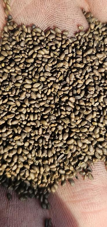 Корма для с/х животных: Силос, буудай, беде спарцет арпа урук та бар сатылат. Сапаты жакшы — 9