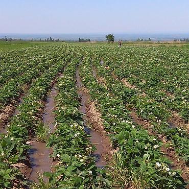 Другие специальности: Ищу рабочих на поле можно семейный.Работа на поле разно рабочий оплата — 6