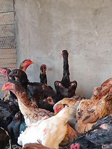 kakadu quşu: O shamo fereler 50-100 azn arasi xoruz 100 150 azn.Sumqayit — 5