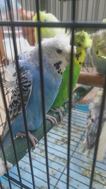 Tutuquşları: Yaponiclər cütü 50-60-70 azn
Bala verəndə var kəvən quşlarda — 3