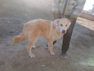 Heyvanlar: Alabay Erkəy küçük 6 aylıq ata şəkli var ciddi alıcılara endirimdə at lalafo.az Heyvanlar: Alabay Erkəy küçük 6 aylıq ata şəkli var ciddi alıcılara endirimdə