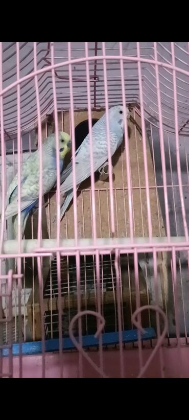 Tutuquşları: Salam hazir cut 2 defe bala almisam kocle baxli satiram hazir cut — 1