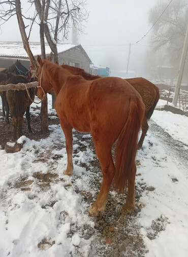 Лошади, кони: Продаю | Кобыла (самка) | Рабочий — 1