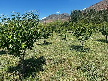 Продажа участков: Для бизнеса, Красная книга at lalafo.kg — 13 Продажа участков: Для бизнеса, Красная книга — 13