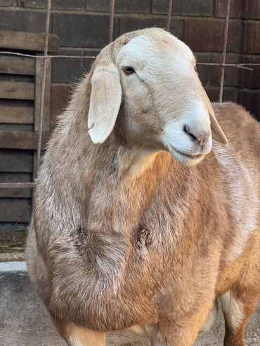 Баран, овца: Продаю | Баран (самец) | Арашан | Для разведения | Осеменитель — 1