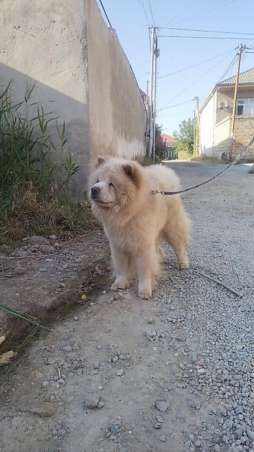 cau cau: Çau-Çau, 2 il, Peyvəndli, Ünvandan götürmə — 7