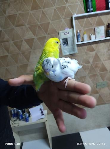 papag sekili: Cutu 40 azn Məhsul: Dalmatin/Agapornis (lovebird) tutuquşuları — 1